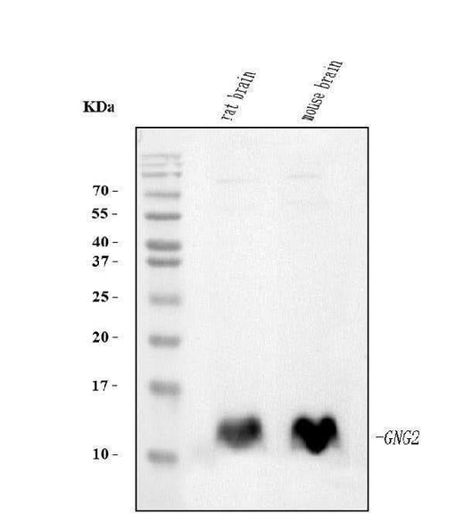 Anti-GNG2 Antibody Picoband® (monoclonal, 7C13 Boster Bio