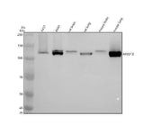 Anti-MYO1B Rabbit Monoclonal Antibody Boster Bio