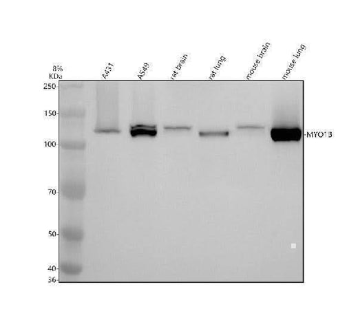 Anti-MYO1B Rabbit Monoclonal Antibody Boster Bio