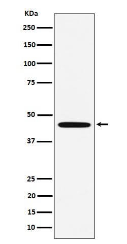 Anti-MC5 Receptor Rabbit Monoclonal Antibody Boster Bio