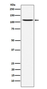 Anti-GluA4 Rabbit Monoclonal Antibody Boster Bio