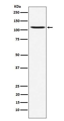 Anti-GluA4 Rabbit Monoclonal Antibody Boster Bio
