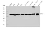 Anti-TBP-1/PSMC3 Antibody Picoband® (monoclonal, 4D3 Boster Bio