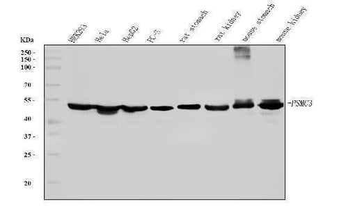 Anti-TBP-1/PSMC3 Antibody Picoband® (monoclonal, 4D3 Boster Bio