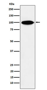 Anti-KIFAP3 Rabbit Monoclonal Antibody Boster Bio
