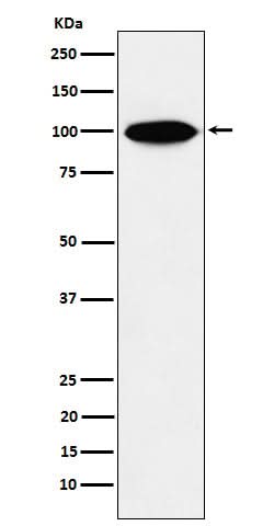 Anti-KIFAP3 Rabbit Monoclonal Antibody Boster Bio