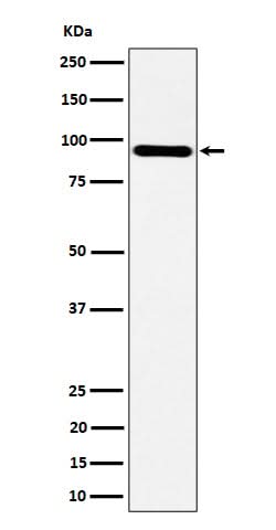 Anti-TNS4 Rabbit Monoclonal Antibody Boster Bio