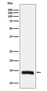 Anti-Histone H2B (formyl K108) Rabbit Monoclonal Antibody Boster Bio