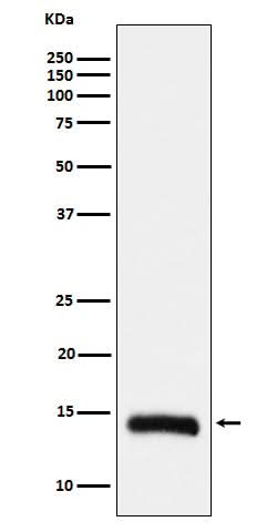 Anti-Histone H2B (formyl K108) Rabbit Monoclonal Antibody Boster Bio
