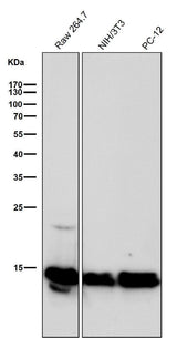 Anti-Histone H2B (crotonyl K12) Rabbit Monoclonal Antibody Boster Bio
