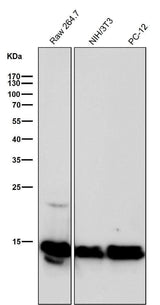 Anti-Histone H2B (crotonyl K12) Rabbit Monoclonal Antibody Boster Bio