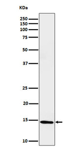 Anti-Histone H2B (formyl K116) Rabbit Monoclonal Antibody Boster Bio