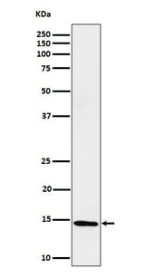 Anti-Histone H2B (formyl K116) Rabbit Monoclonal Antibody Boster Bio