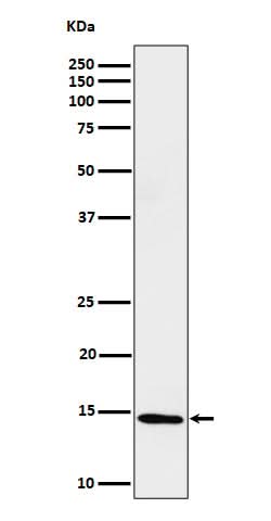 Anti-Histone H2B (formyl K116) Rabbit Monoclonal Antibody Boster Bio