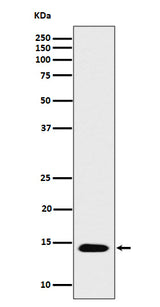 Anti-Histone H2B (acetyl K16) Rabbit Monoclonal Antibody Boster Bio