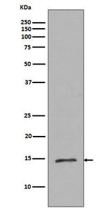 Anti-Histone H2B (mono methyl R79) HIST2H2BE Rabbit Monoclonal Antibody Boster Bio