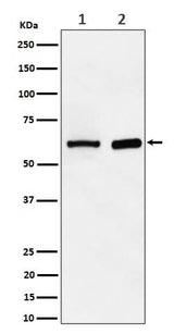 Anti-ATE1 Rabbit Monoclonal Antibody Boster Bio