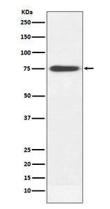 Anti-Human IgM IGHM Rabbit Monoclonal Antibody Boster Bio