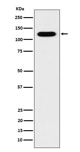 Anti-Cadherin 16 CDH16 Monoclonal Antibody Boster Bio