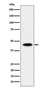 Anti-AdSS 2 Rabbit Monoclonal Antibody Boster Bio