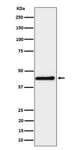 Anti-DPF2 Rabbit Monoclonal Antibody Boster Bio