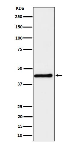 Anti-DPF2 Rabbit Monoclonal Antibody Boster Bio