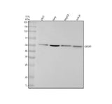 Anti-GRSF1 Rabbit Monoclonal Antibody Boster Bio