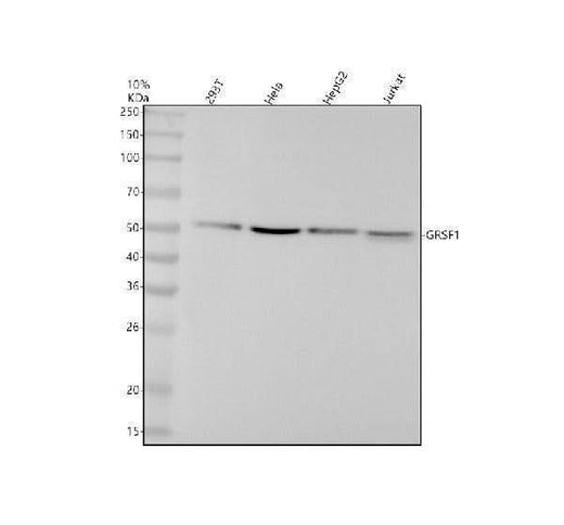 Anti-GRSF1 Rabbit Monoclonal Antibody Boster Bio