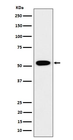 Anti-GRSF1 Rabbit Monoclonal Antibody Boster Bio