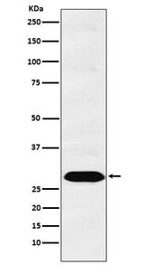 Anti-PSMA1 Monoclonal Antibody Boster Bio