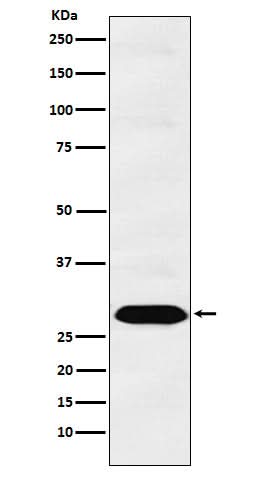 Anti-PSMA1 Monoclonal Antibody Boster Bio