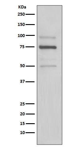 Anti-KDEL Rabbit Monoclonal Antibody Boster Bio