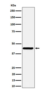 Anti-Nodal Rabbit Monoclonal Antibody Boster Bio