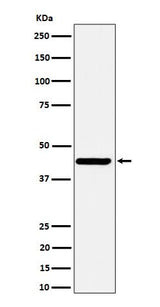 Anti-Nodal Rabbit Monoclonal Antibody Boster Bio