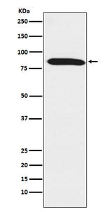 Anti-Dynein intermediate chain 1 Rabbit Monoclonal Antibody Boster Bio