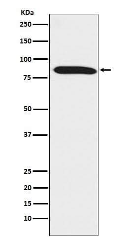 Anti-Dynein intermediate chain 1 Rabbit Monoclonal Antibody Boster Bio