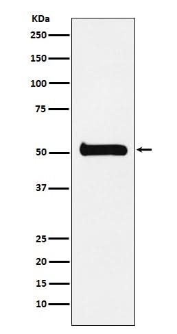 Anti-ULK3 Monoclonal Antibody Boster Bio