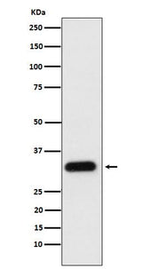 Anti-Apolipoprotein F Rabbit Monoclonal Antibody Boster Bio