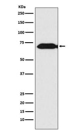 Anti-Themis Rabbit Monoclonal Antibody Boster Bio