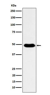 Anti-COPS3 Rabbit Monoclonal Antibody Boster Bio
