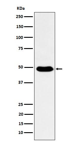 Anti-COPS3 Rabbit Monoclonal Antibody Boster Bio