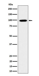Anti-GRAF Rabbit Monoclonal Antibody Boster Bio