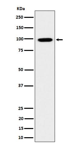 Anti-GRAF Rabbit Monoclonal Antibody Boster Bio