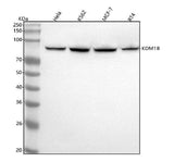 Anti-LSD2 / AOF1 Monoclonal Antibody Boster Bio
