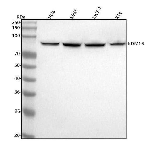 Anti-LSD2 / AOF1 Monoclonal Antibody Boster Bio