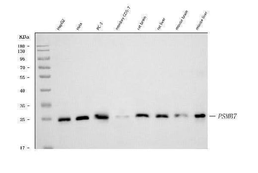 Anti-Proteasome 20S beta 7/PSMB7 Antibody Picoband® (monoclonal, 3H6C8 Boster Bio