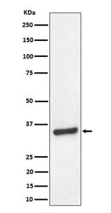 Anti-TCEA1 Rabbit Monoclonal Antibody Boster Bio