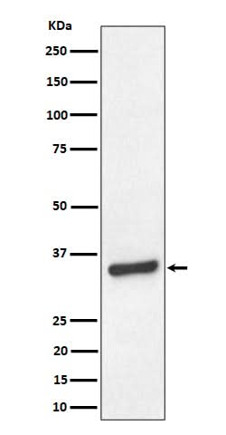 Anti-TCEA1 Rabbit Monoclonal Antibody Boster Bio