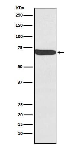 Anti-Frizzled 9 / CD349 Rabbit Monoclonal Antibody Boster Bio