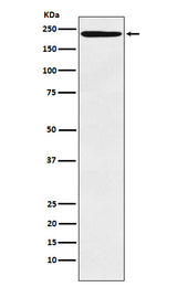 Anti-LY75 Monoclonal Antibody Boster Bio
